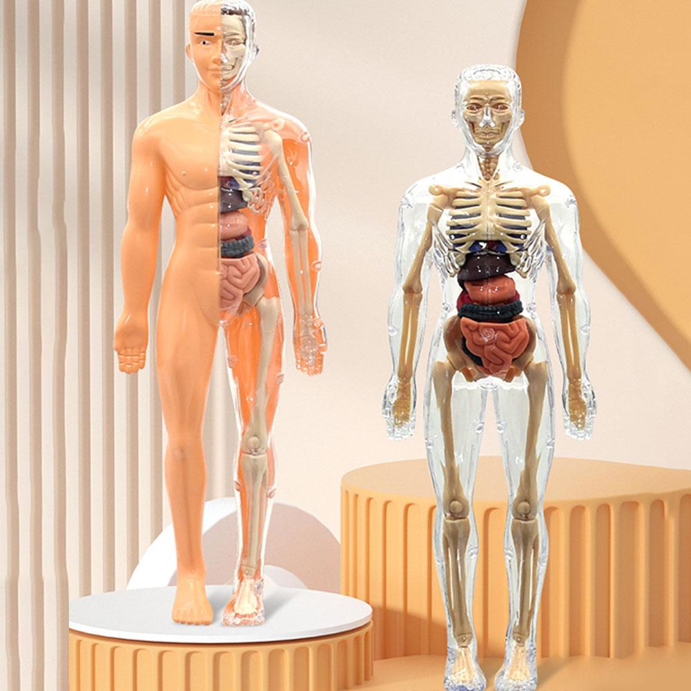 Human Body Puzzle - 3D Human Body Torso Model For
