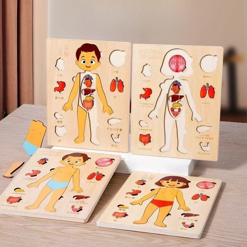 Human Body Puzzle - Montessori Puzzles Busy Board Human Body