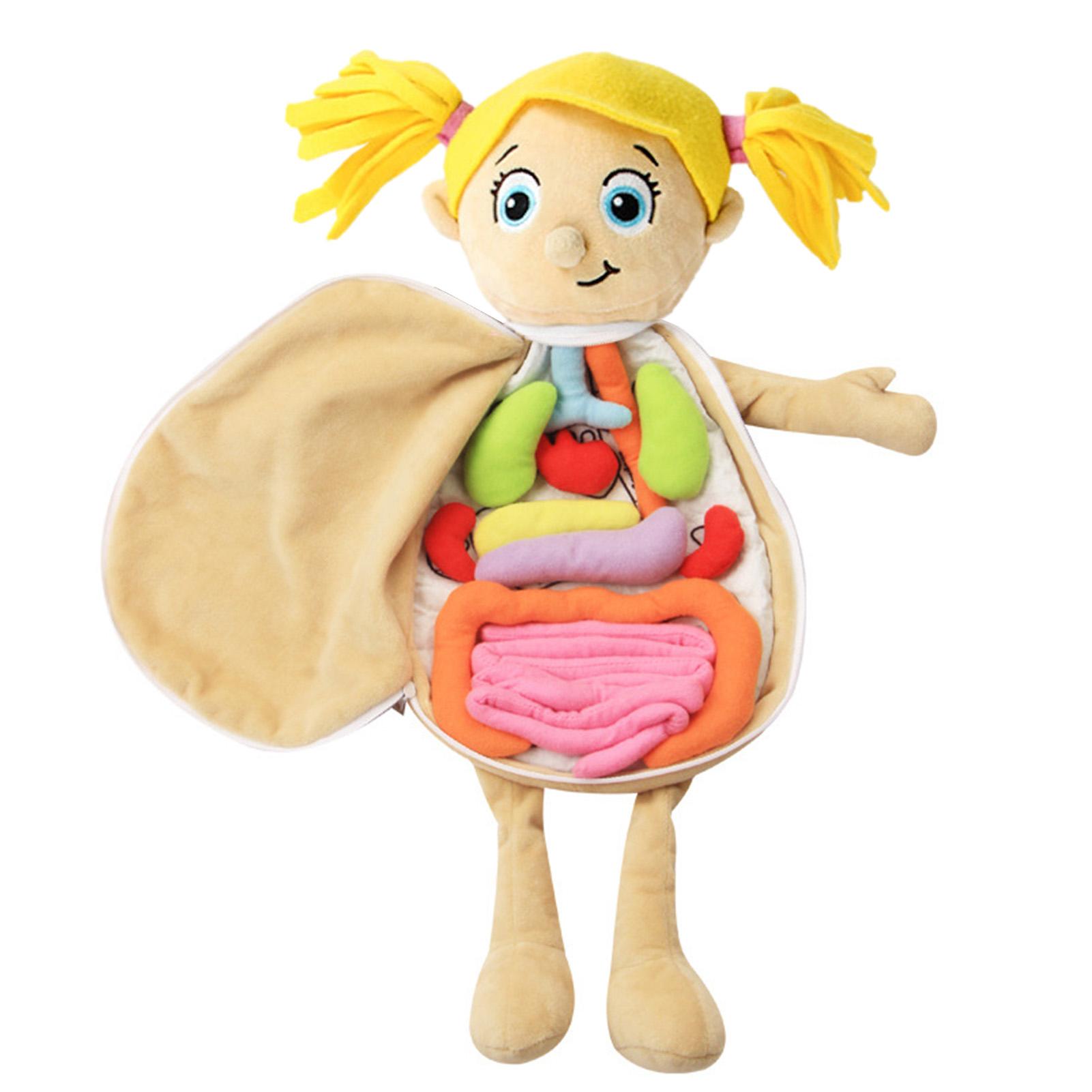 3D Organs Anatomy Model Toy Bo - Human Body Puzzle 评论和价格