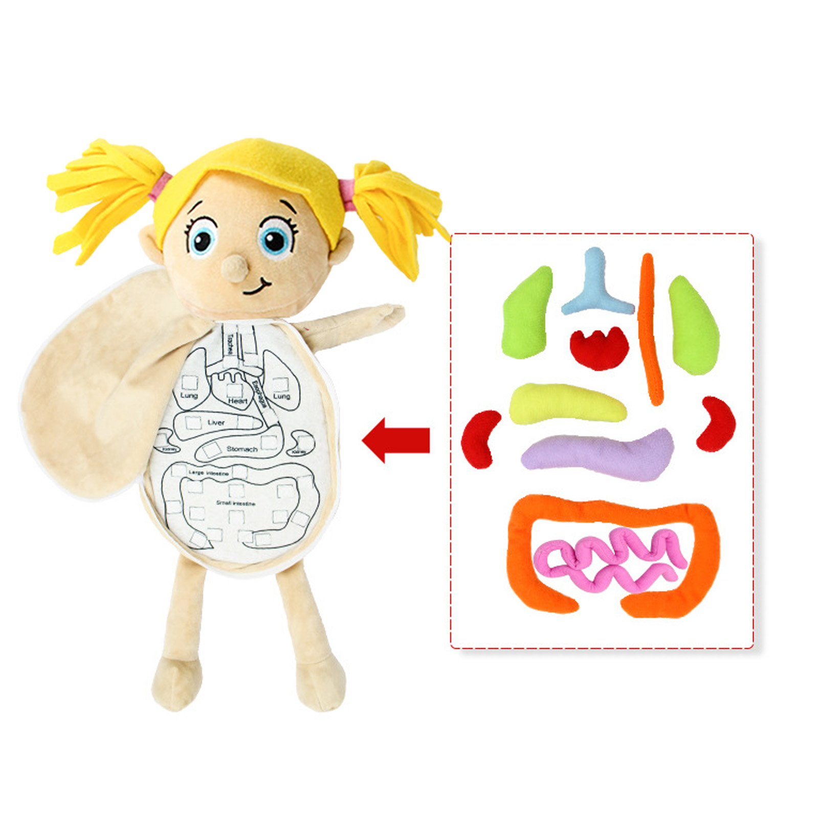 3D Organs Anatomy Model Toy Bo - Human Body Puzzle 评论和价格