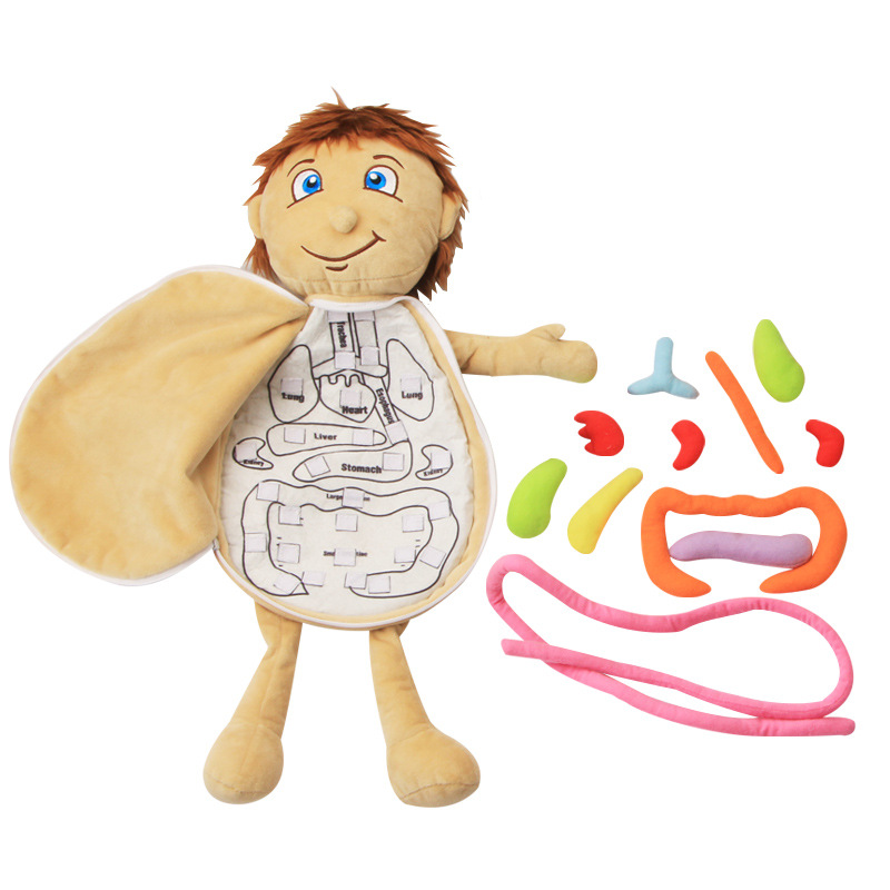 Human Viscera Cognitive Kid 3D - Human Body Puzzle 评论和价格