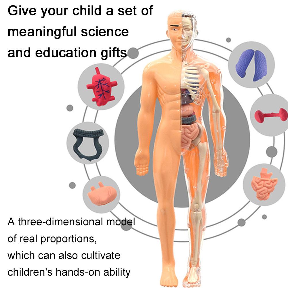 3D Human Body Torso Model For  - Human Body Puzzle 评论和价格