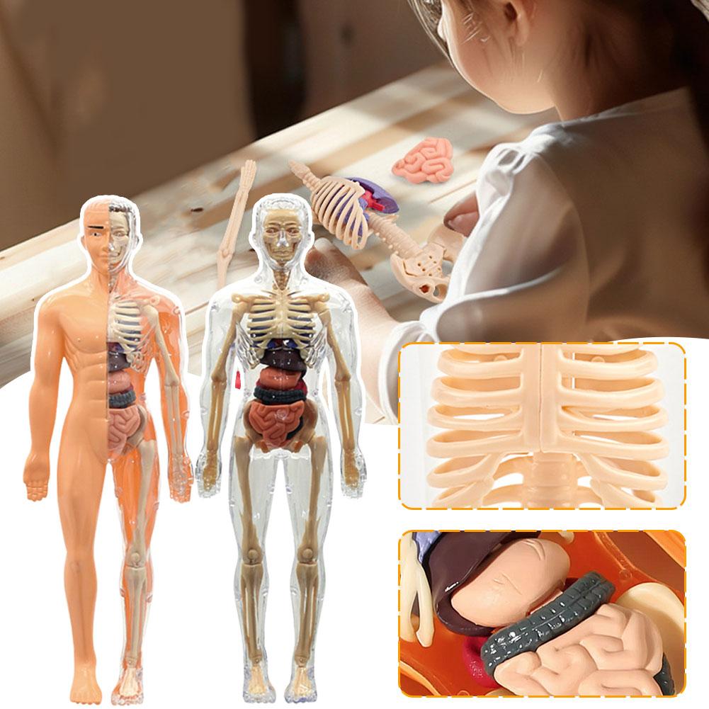 3D Human Body Torso Model For  - Human Body Puzzle 评论和价格