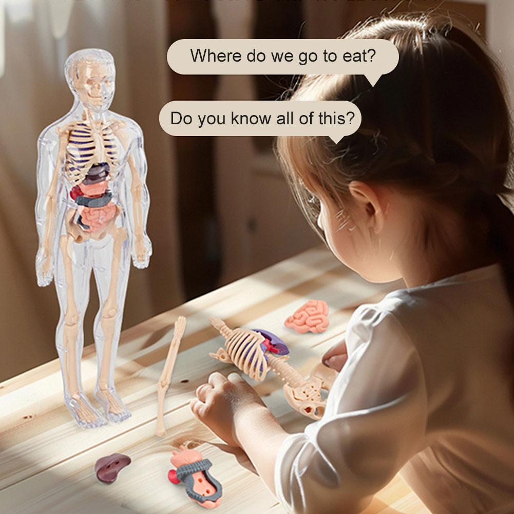 3D Human Body Torso Model For  - Human Body Puzzle 评论和价格