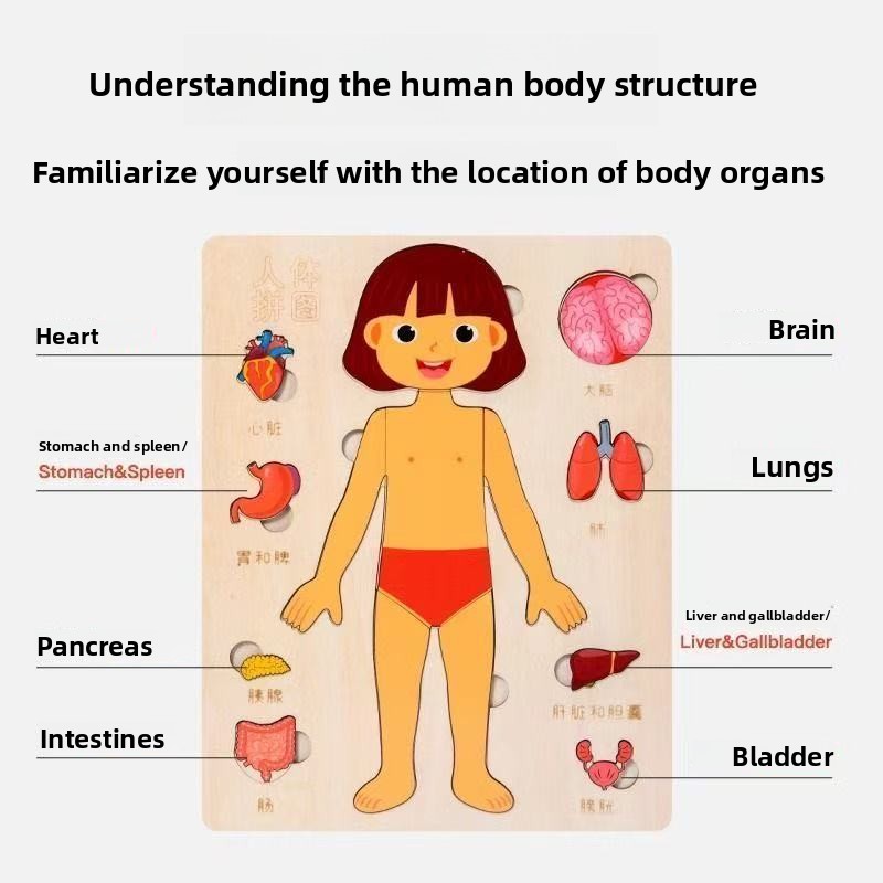 Montessori Puzzles Busy Board  - Human Body Puzzle 评论和价格
