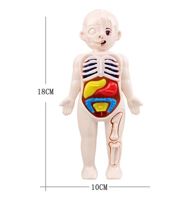 Montessori 3D Puzzle 14pcs Hum - Human Body Puzzle 评论和价格