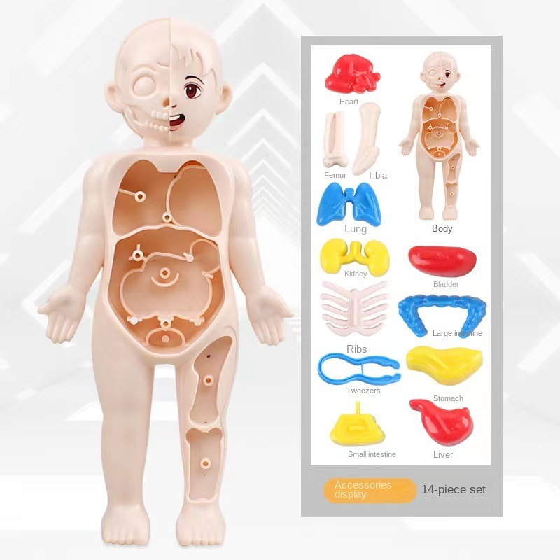 Montessori 3D Puzzle 14pcs Hum - Human Body Puzzle 评论和价格