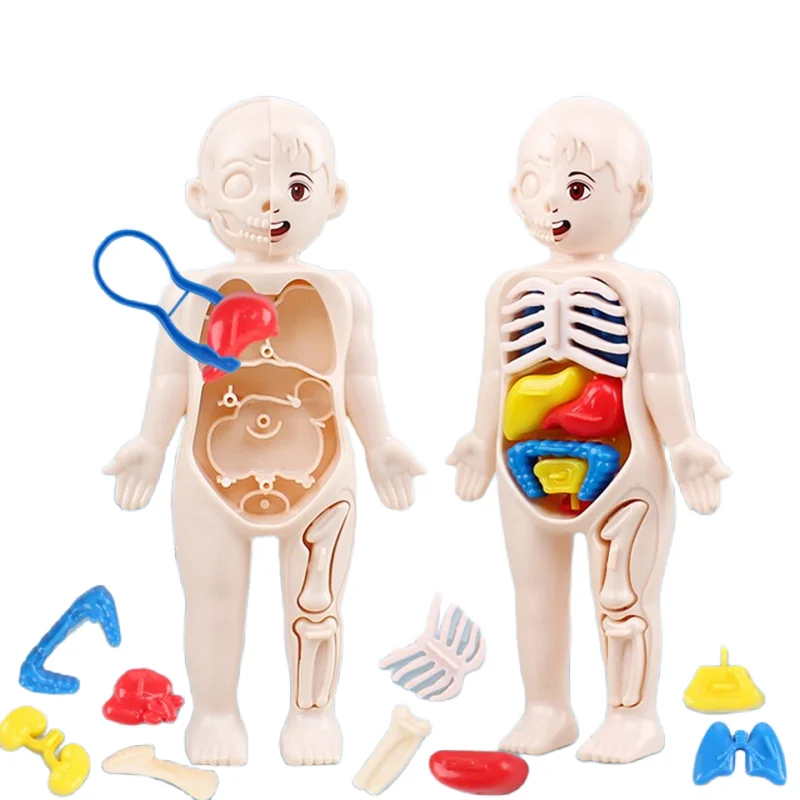 Montessori 3D Puzzle 14pcs Hum - Human Body Puzzle 评论和价格
