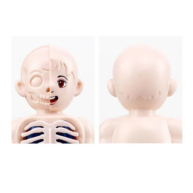 Montessori 3D Puzzle 14pcs Hum - Human Body Puzzle 评论和价格
