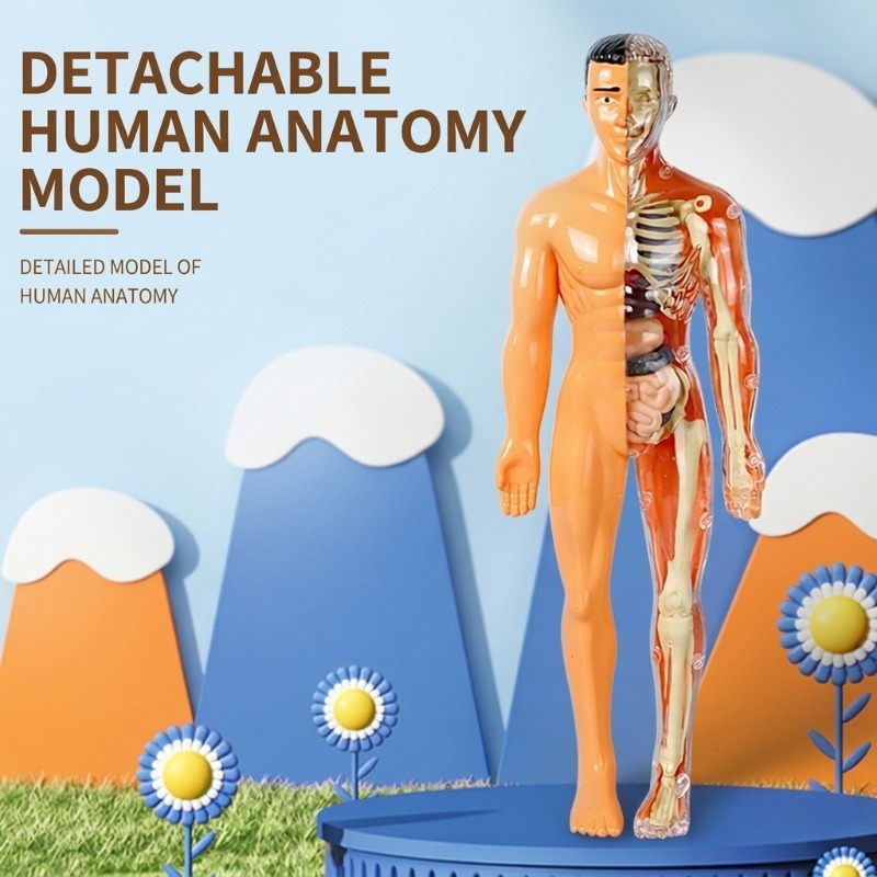 Primary School DIY Human Body  - Human Body Puzzle 评论和价格