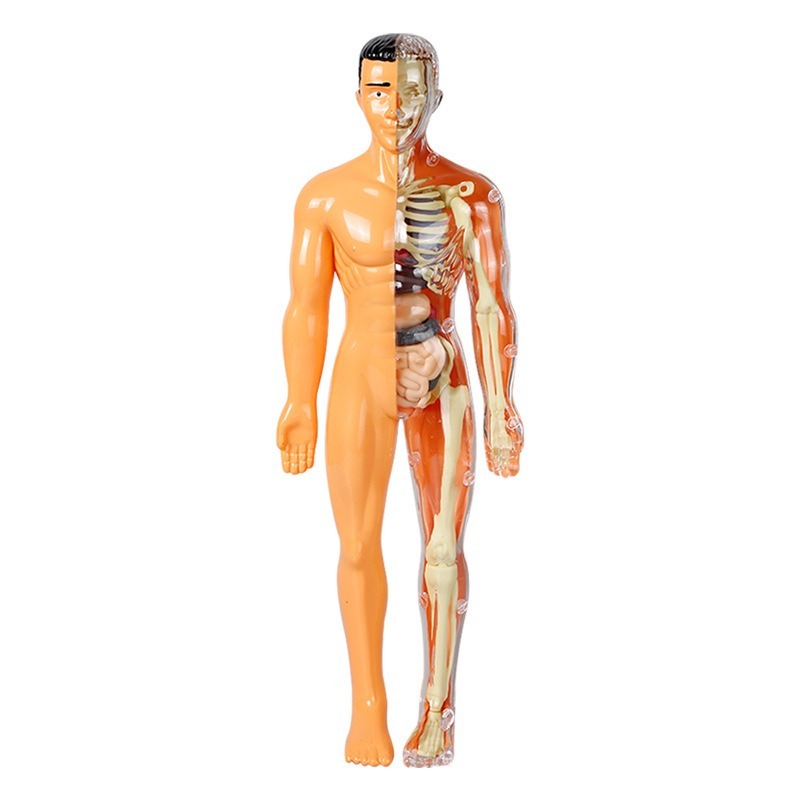 Primary School DIY Human Body  - Human Body Puzzle 评论和价格