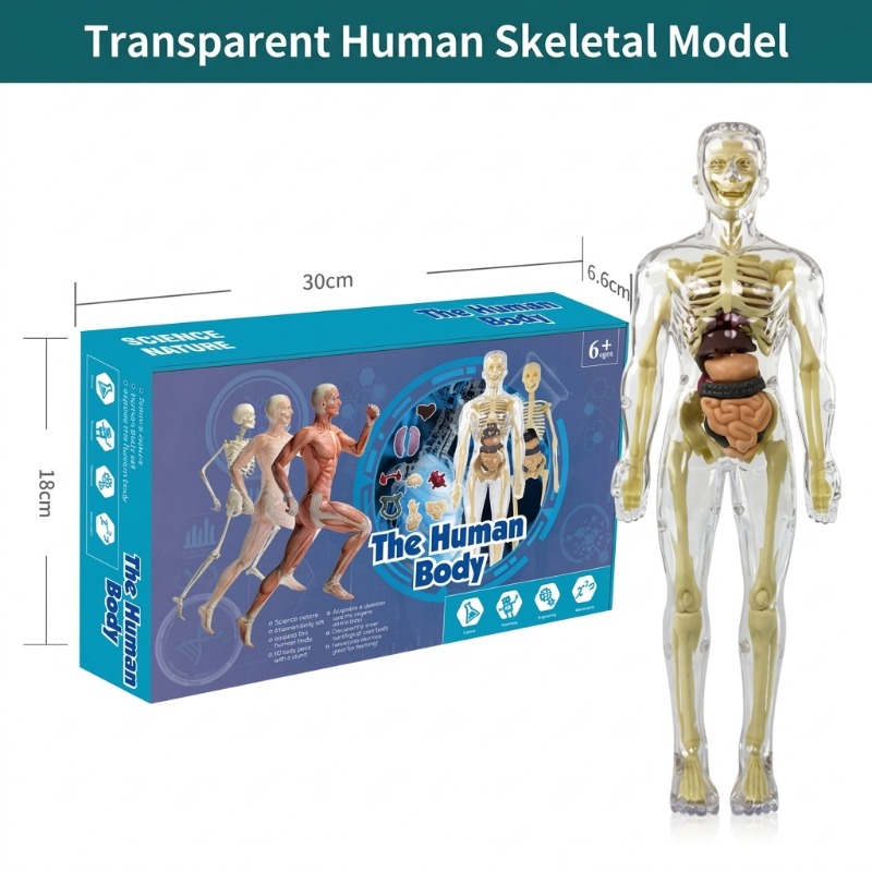 Primary School DIY Human Body  - Human Body Puzzle 评论和价格