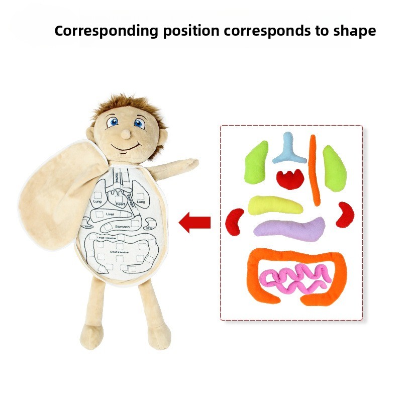 1Pc Human Organ Cognition Puzz - Human Body Puzzle 评论和价格