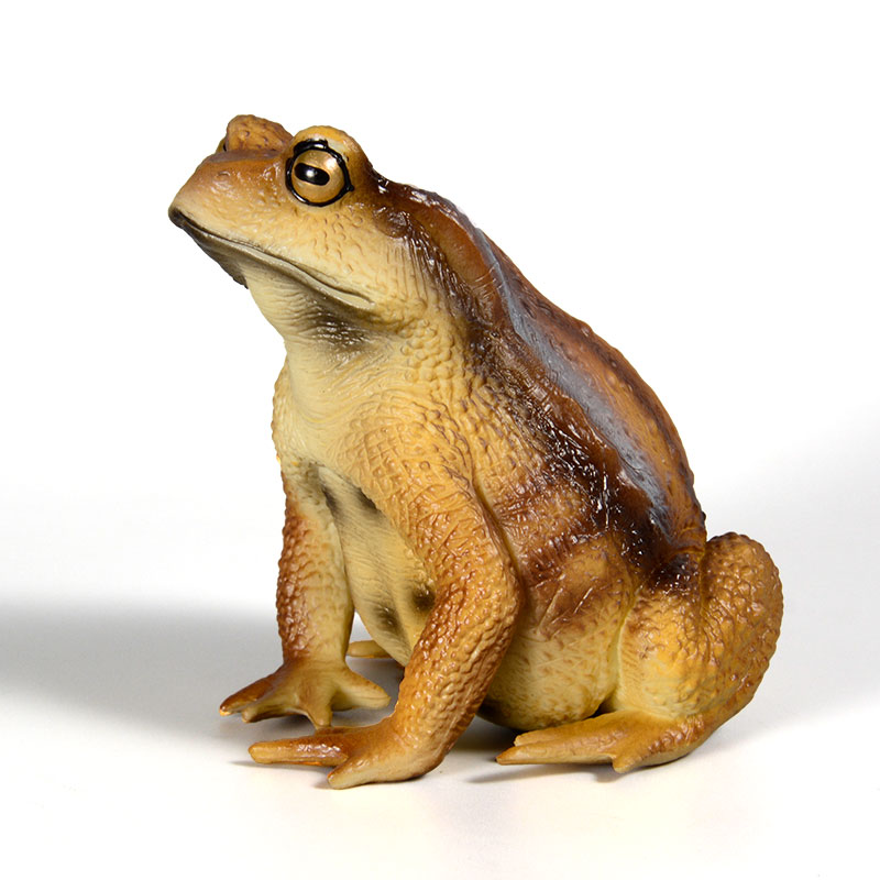 Amphibian Frog Figure Insect M - Kids First Education 评论和价格