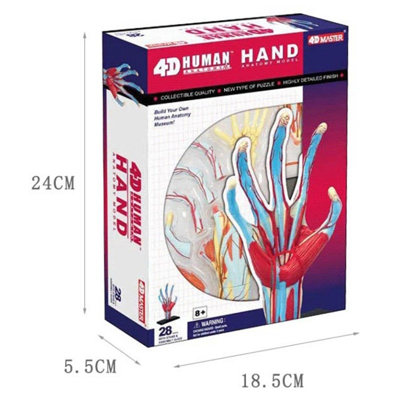 4d Master Human Hand Bone musc - Human Body Puzzle 评论和价格