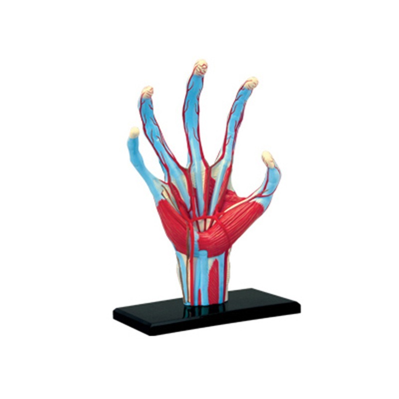 4d Master Human Hand Bone musc - Human Body Puzzle 评论和价格