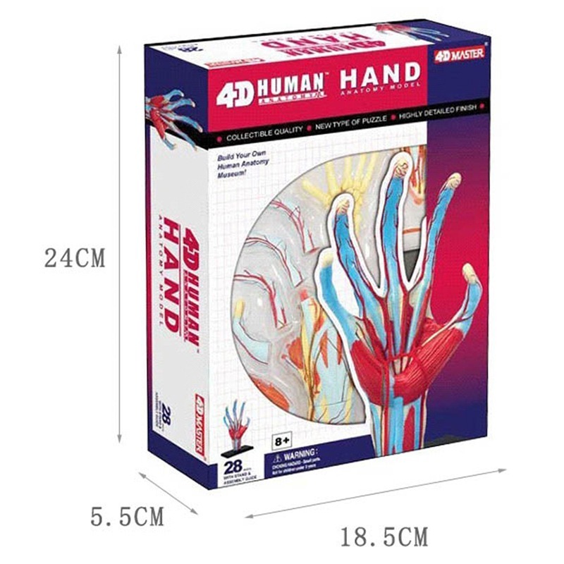 4d Master Human Hand Bone musc - Human Body Puzzle 评论和价格