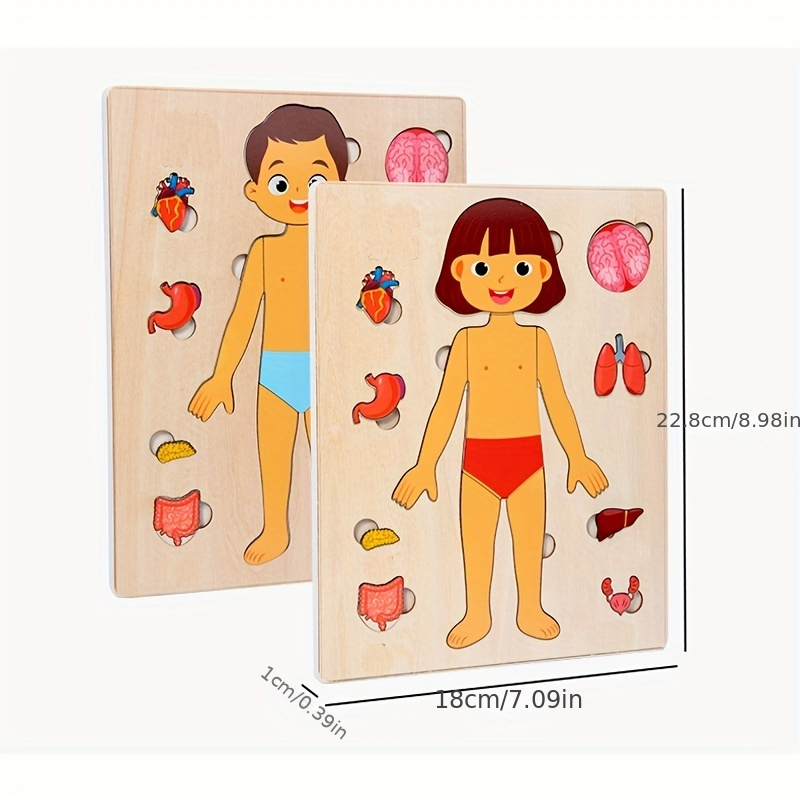 Human Body Puzzles for Kids Wo - Human Body Puzzle 评论和价格