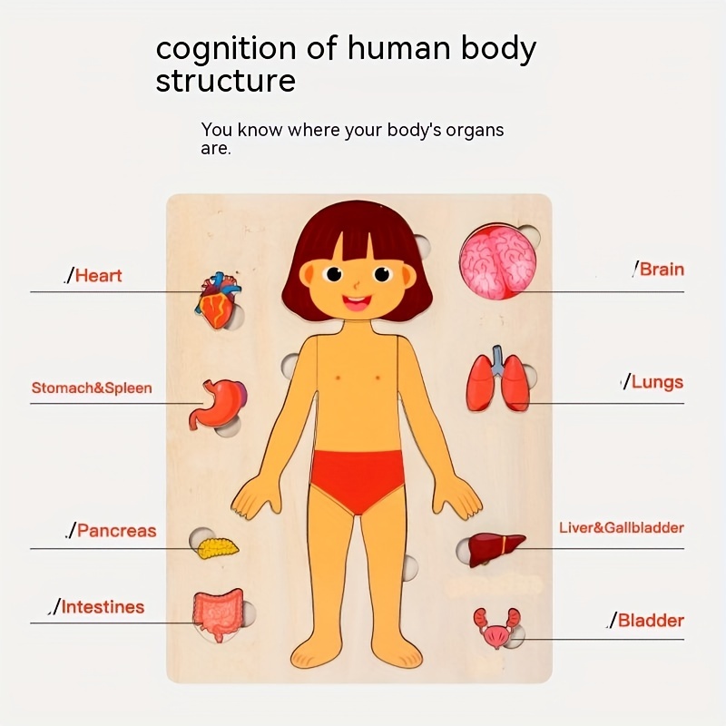 Human Body Puzzles for Kids Wo - Human Body Puzzle 评论和价格