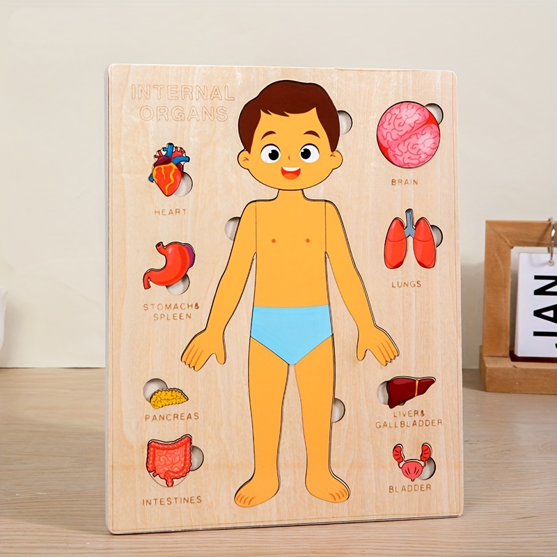 Human Body Puzzles for Kids Wo - Human Body Puzzle 评论和价格