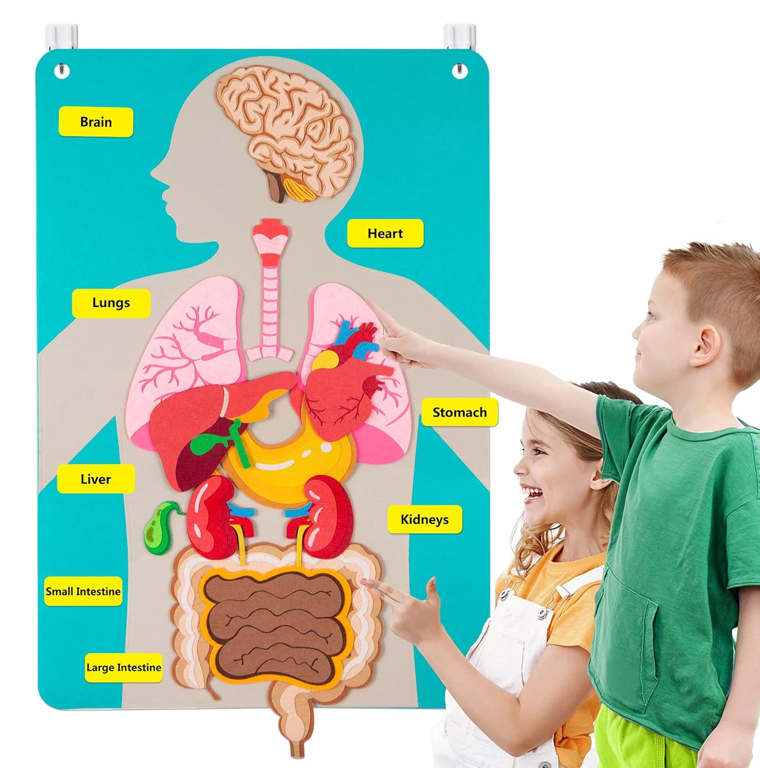 Human Body Parts Felt Board St - Human Body Puzzle 评论和价格