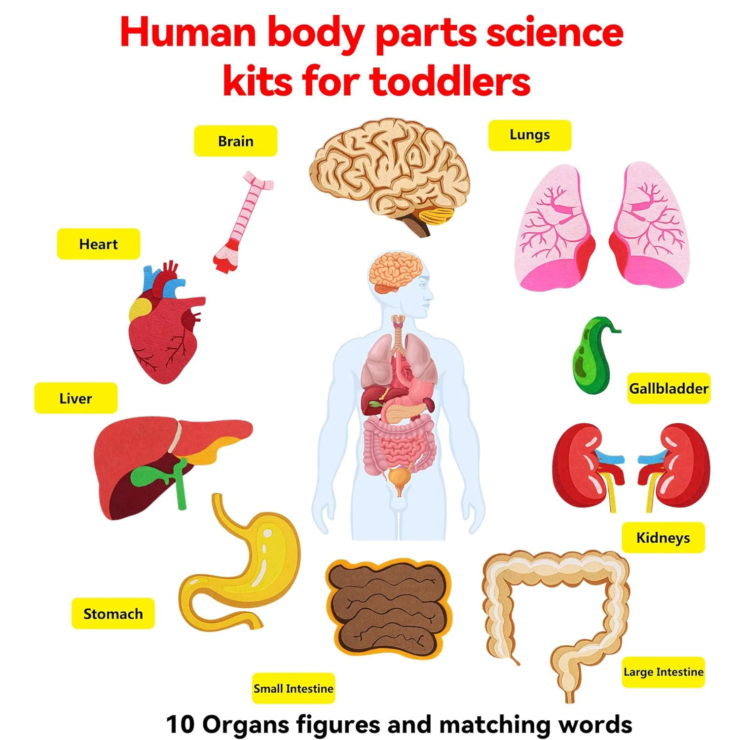 Human Body Parts Felt Board St - Human Body Puzzle 评论和价格