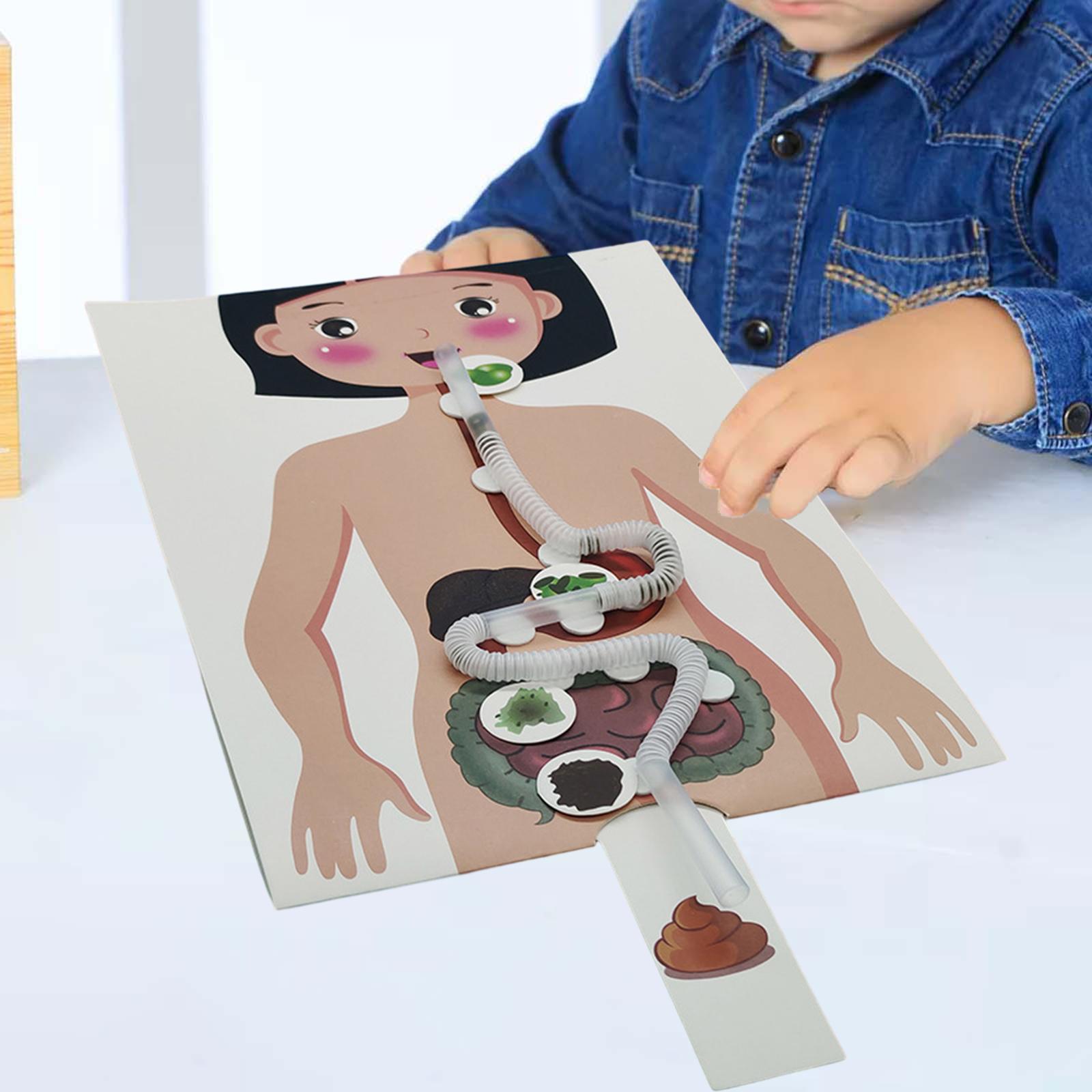 Human Digestive System Model,  - Human Body Puzzle 评论和价格