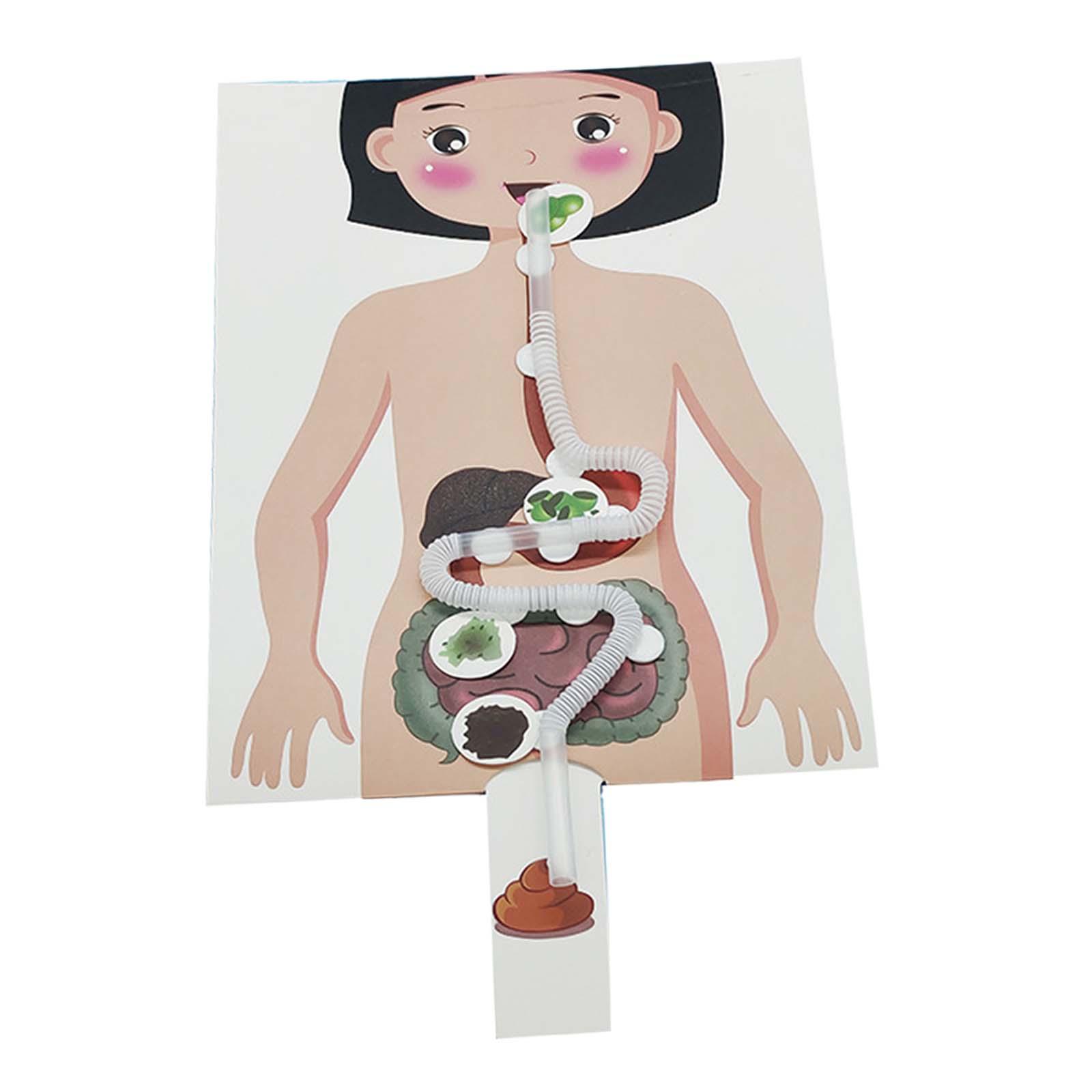 Human Digestive System Model,  - Human Body Puzzle 评论和价格
