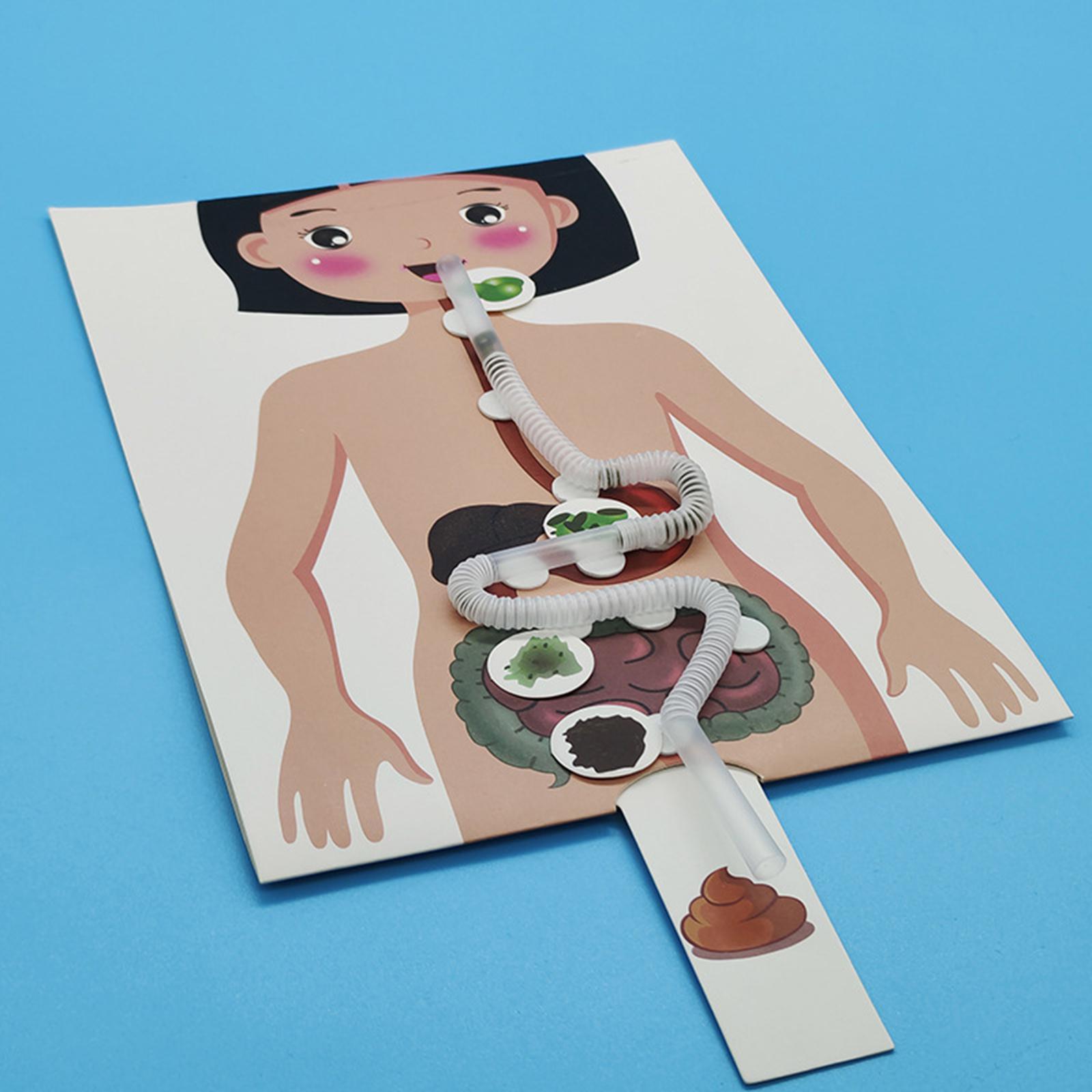 Human Digestive System Model,  - Human Body Puzzle 评论和价格