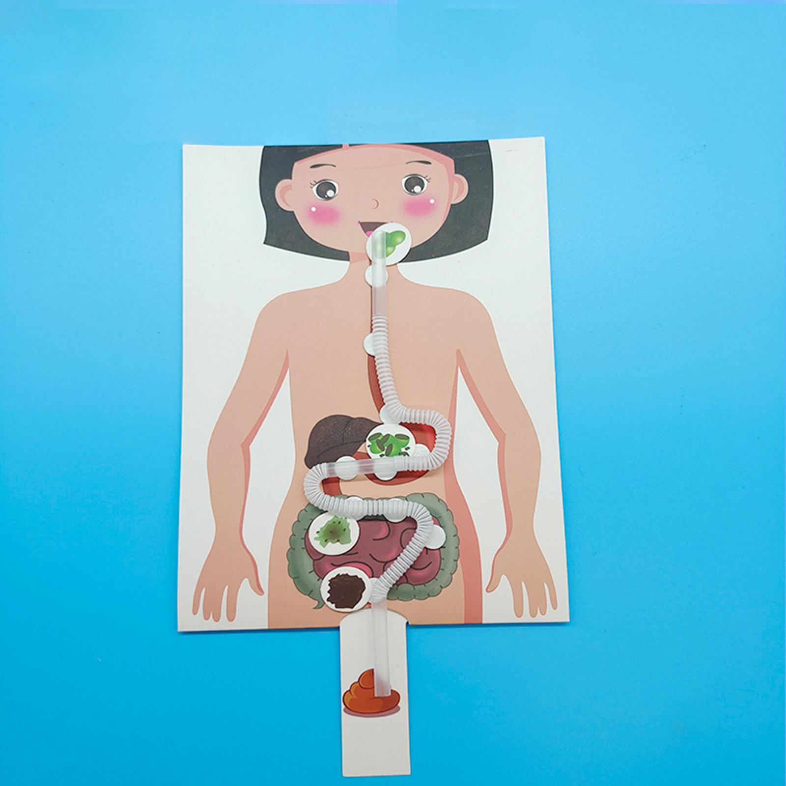 Human Digestive System Model,  - Human Body Puzzle 评论和价格
