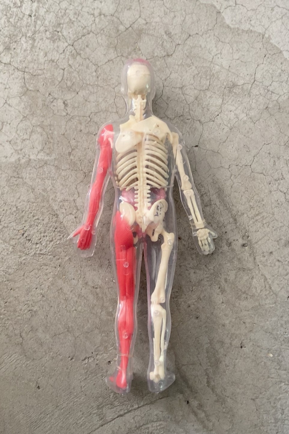 In Stock Default Defect Origin - Human Body Puzzle 评论和价格