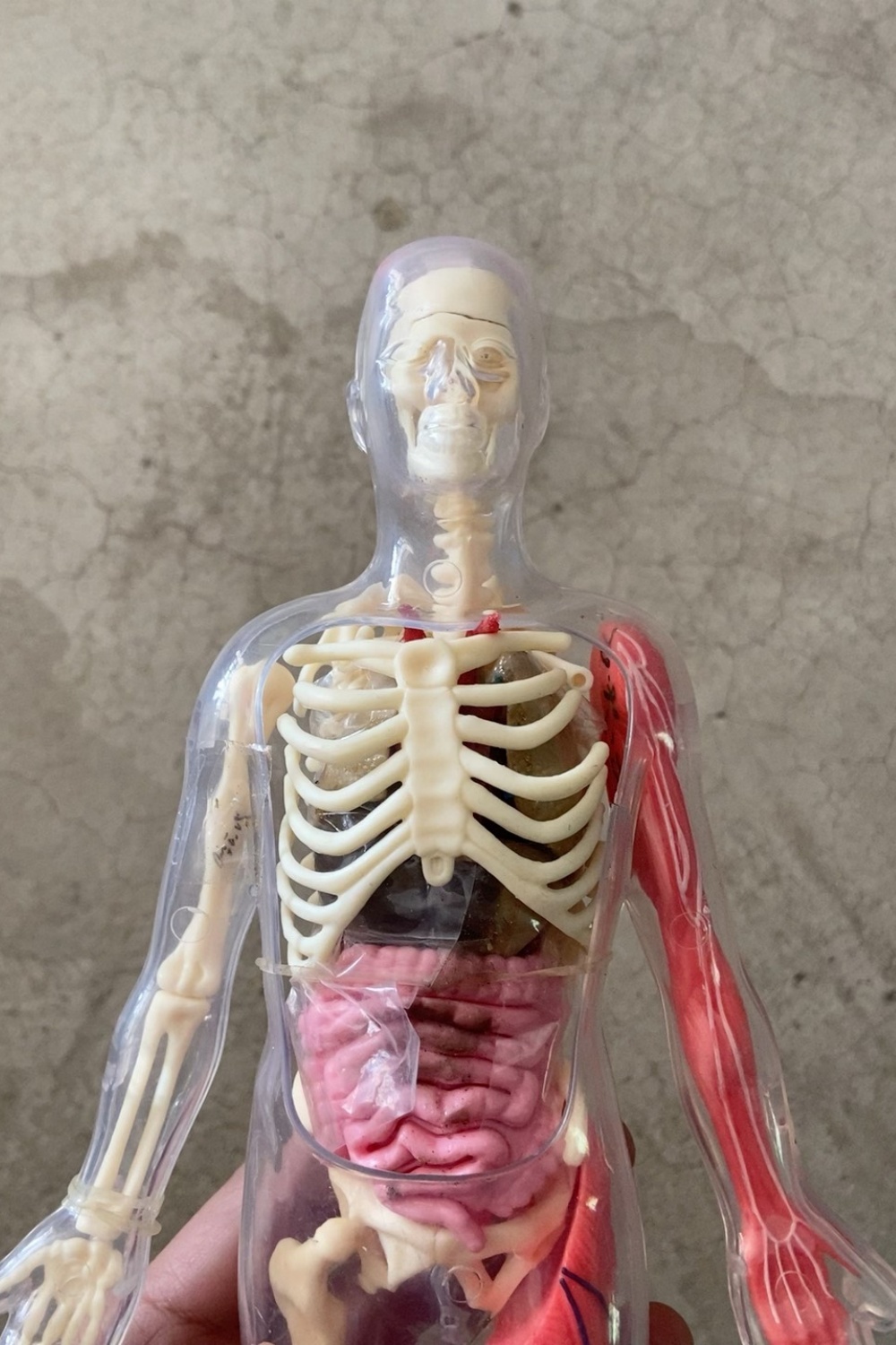 In Stock Default Defect Origin - Human Body Puzzle 评论和价格