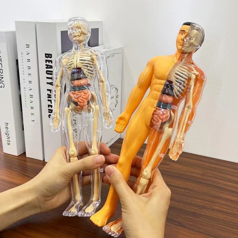 3D Human Body Torso Model for  - Human Body Puzzle 评论和价格