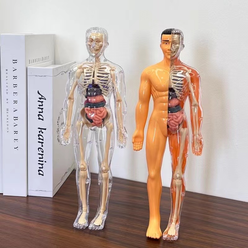 3D Human Body Torso Model for  - Human Body Puzzle 评论和价格