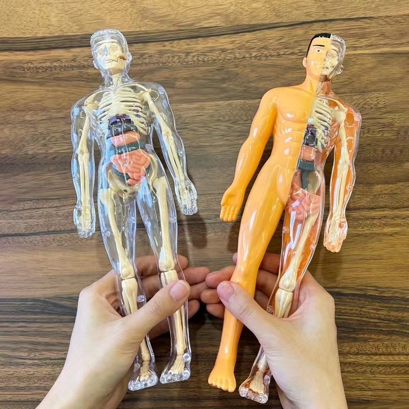 3D Human Body Torso Model for  - Human Body Puzzle 评论和价格