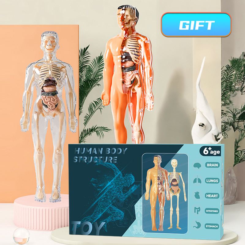3D Human Torso Model Children' - Human Body Puzzle 评论和价格