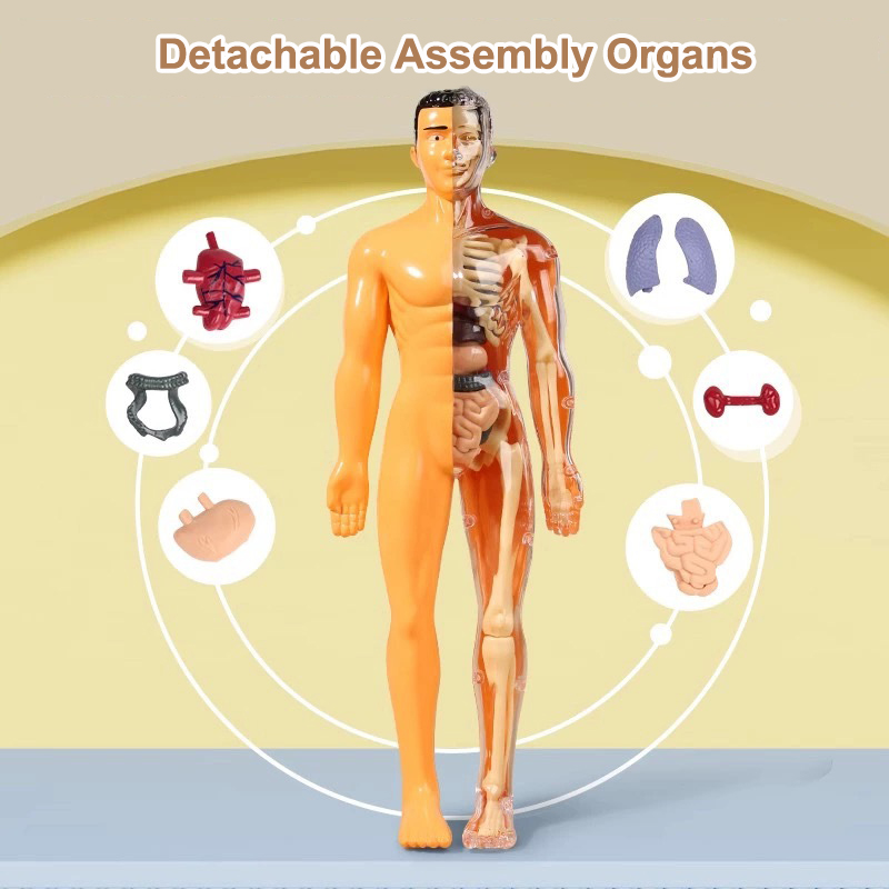 3D Human Torso Model Children' - Human Body Puzzle 评论和价格