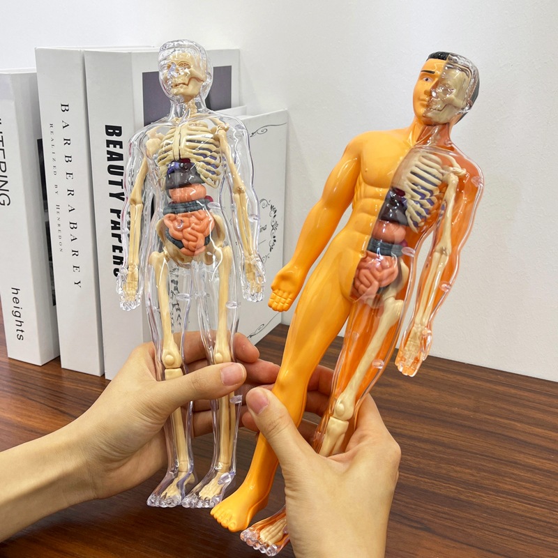 3D Human Torso Model Children' - Human Body Puzzle 评论和价格
