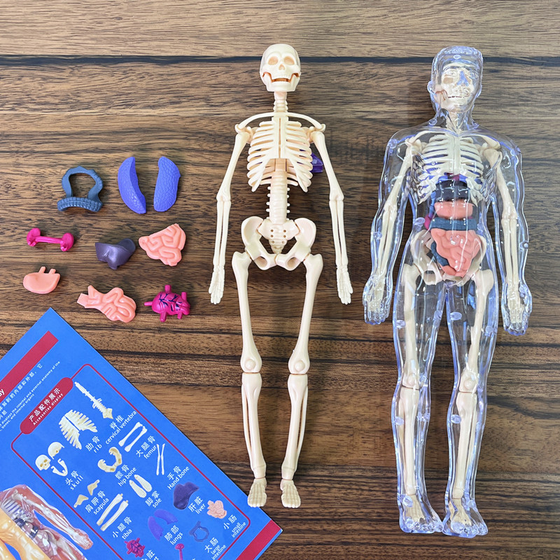 3D Human Torso Model Children' - Human Body Puzzle 评论和价格